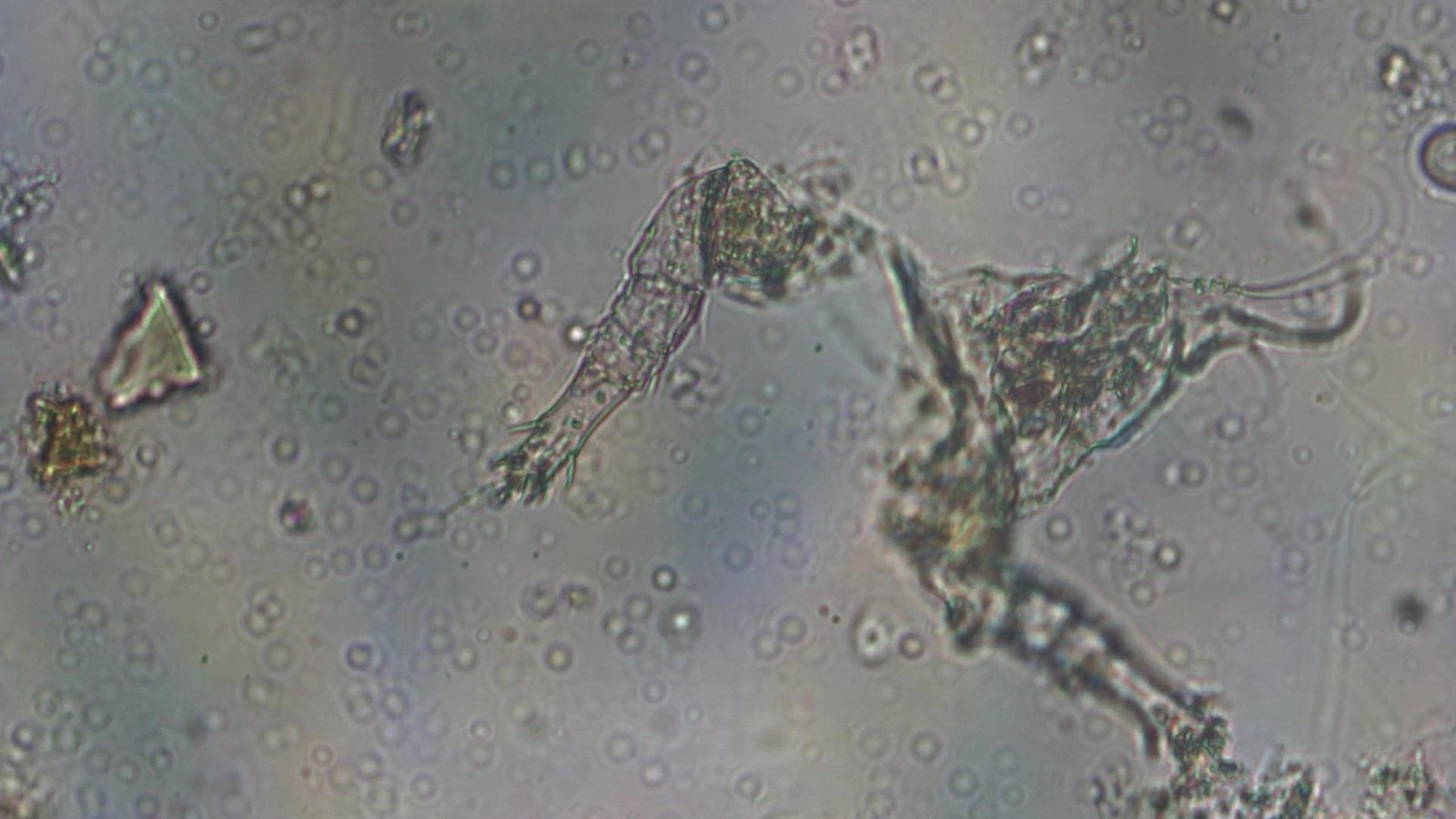 Soil micro-arthropod