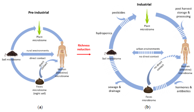 Does Soil Contribute to the Human Gut Microbiome?